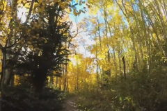 Aspens-49