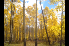 Aspens-7