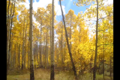 Aspens-8