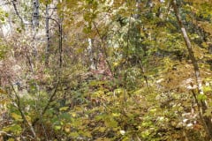 Aspens-Aurora-18