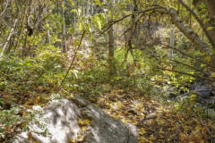 Aspens-Aurora-20