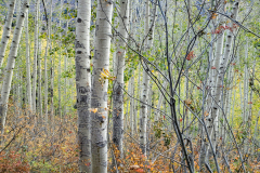 Aspens-Aurora-26