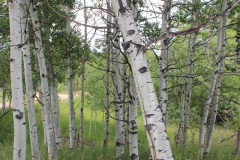 Aspens-Colorado-2017-1