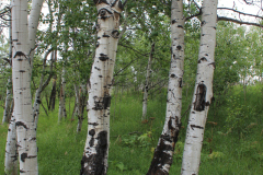 Aspens-Colorado-2017-12