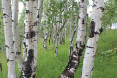 Aspens-Colorado-2017-14