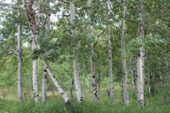 Aspens-Colorado-2017-16