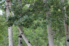 Aspens-Colorado-2017-17