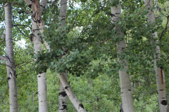 Aspens-Colorado-2017-18