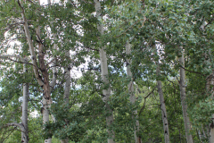 Aspens-Colorado-2017-19