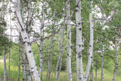 Aspens-Colorado-2017-2