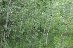 Aspens-Colorado-2017-20