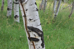 Aspens-Colorado-2017-4