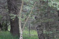 Aspens-Colorado-2017-8
