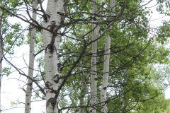 Aspens-Colorado-2017-9