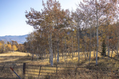 Aspens-Fall-4