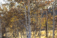 Aspens-Fall-Vertical-1
