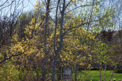 Aspens-Leafing-Out-April-2019