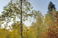 Aspens-Mountains-Rocks-13