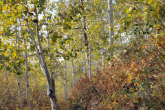Aspens-Mountains-Rocks-14