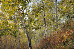 Aspens-Mountains-Rocks-15