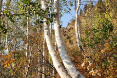 Aspens-Mountains-Rocks-19