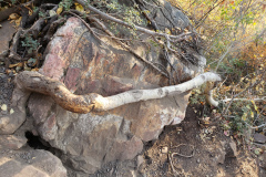 Aspens-Mountains-Rocks-2