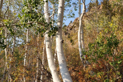 Aspens-Mountains-Rocks-20