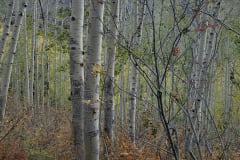 Aspens-Mountains-Rocks-28