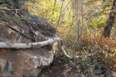 Aspens-Mountains-Rocks-4