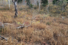 Aspens-Mountains-Rocks-43