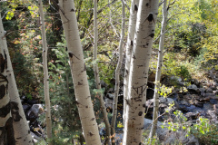 Aspens-Mountains-of-Utah-Oct-2020-1