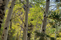 Aspens-Mountains-of-Utah-Oct-2020-10