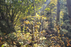 Aspens-Mountains-of-Utah-Oct-2020-17