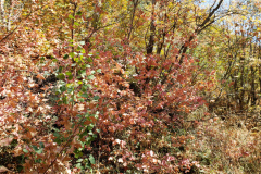 Aspens-Mountains-of-Utah-Oct-2020-18