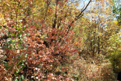 Aspens-Mountains-of-Utah-Oct-2020-19