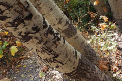 Aspens-Mountains-of-Utah-Oct-2020-2