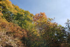 Aspens-Mountains-of-Utah-Oct-2020-25