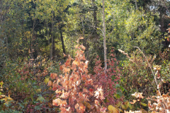 Aspens-Mountains-of-Utah-Oct-2020-34