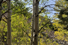 Aspens-Mountains-of-Utah-Oct-2020-4