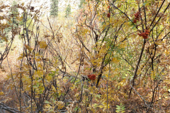 Aspens-Mountains-of-Utah-Oct-2020-43