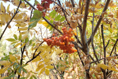 Aspens-Mountains-of-Utah-Oct-2020-45