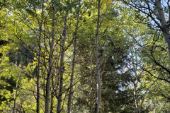 Aspens-Mountains-of-Utah-Oct-2020-49