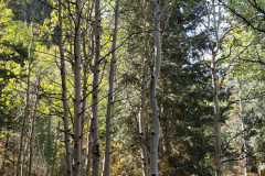 Aspens-Mountains-of-Utah-Oct-2020-50