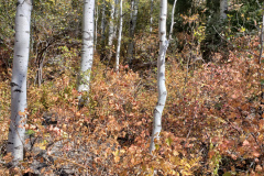 Aspens-Mountains-of-Utah-Oct-2020-61