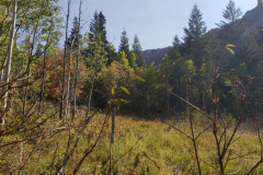 Aspens-Mountains-of-Utah-Oct-2020-69