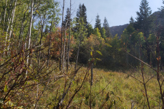 Aspens-Mountains-of-Utah-Oct-2020-70