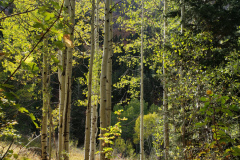 Aspens-Mountains-of-Utah-Oct-2020-72