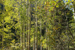 Aspens-Mountains-of-Utah-Oct-2020-74