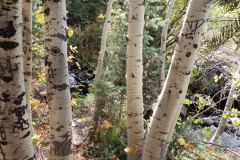 Aspens-Mountains-of-Utah-Oct-2020-8