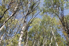 Aspens-Mountains-of-Utah-Oct-2020-86